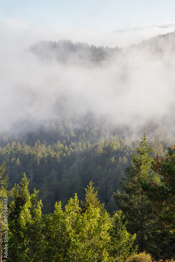 fog above the forest in the mountains