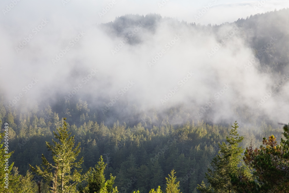 Fototapeta premium fog above the forest in the mountains