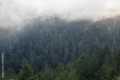 fog in the forest © Attila Adam