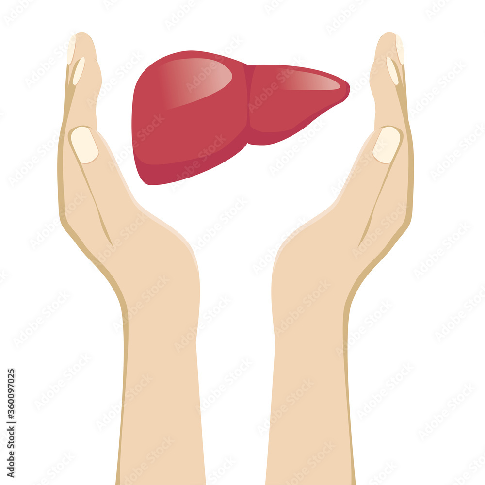 手のひら掌で肝臓を包むイラスト 精神心身ストレス医療健康のイメージのイラスト Stock Vector Adobe Stock