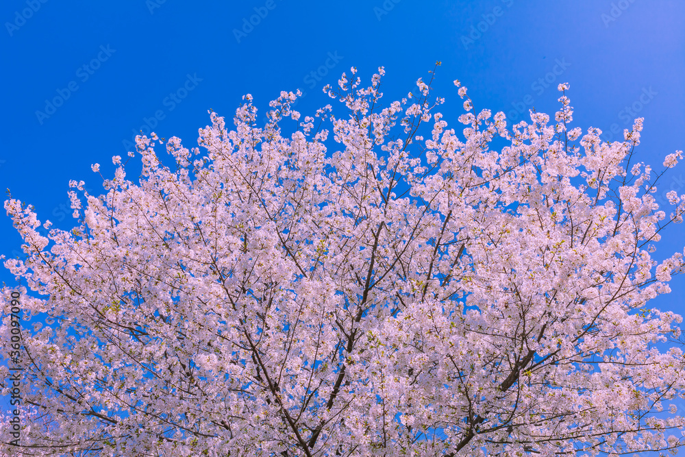 桜と青空