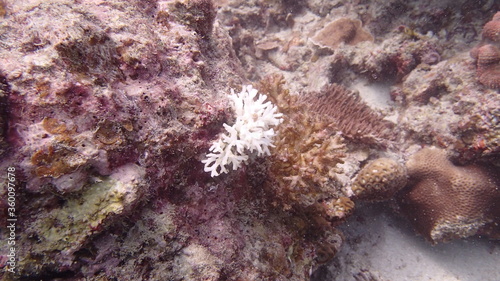 Beautiful coral found at coral reef area at Tioman island © MuhammadHamizan