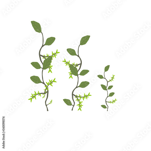 Branches of green plants on a white background