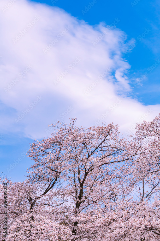 桜と雲