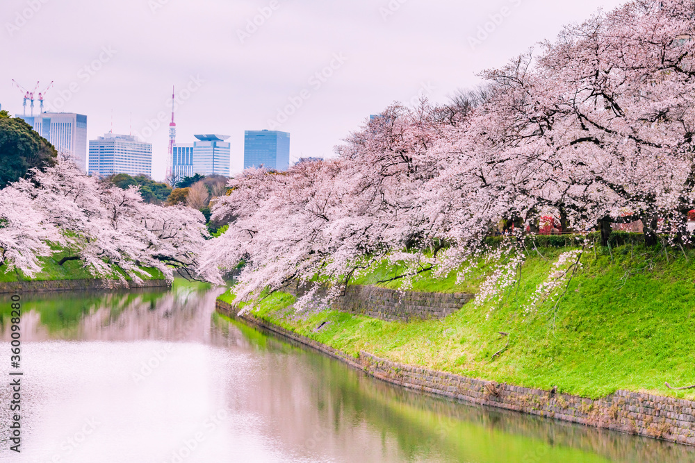桜咲く千鳥ヶ淵　東京