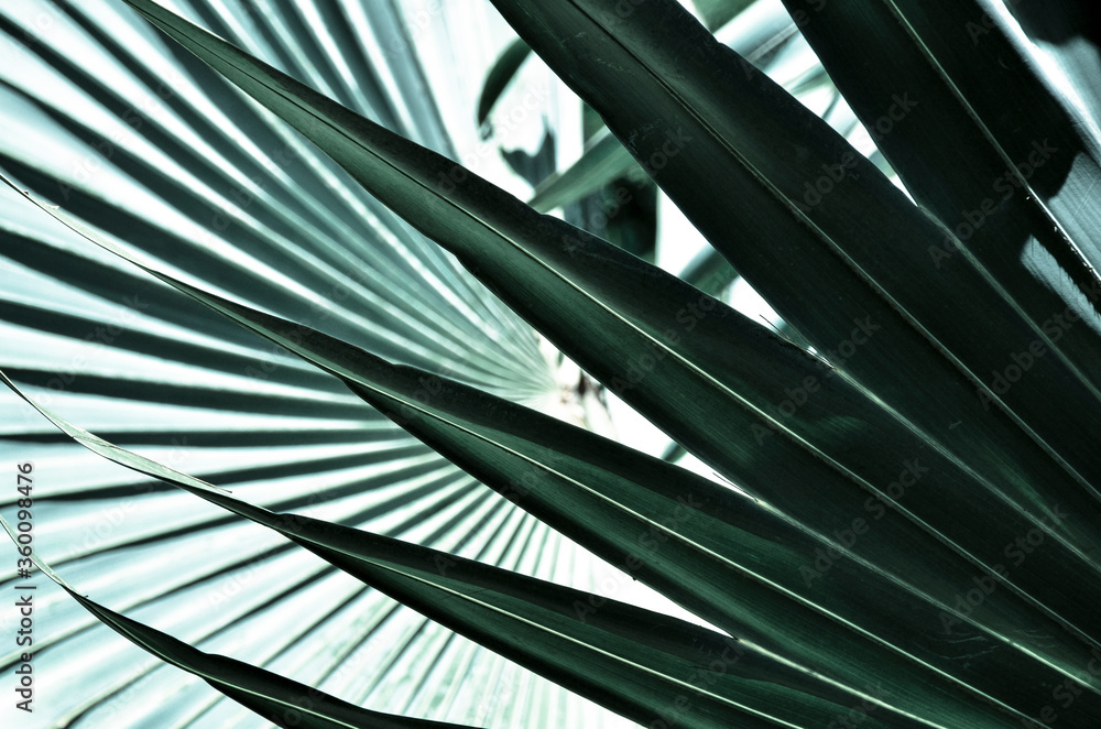 Tropical palm leaf design - natural abstract pattern in monochrome