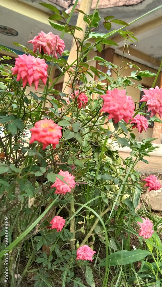 Fototapeta premium pink flowers in the garden