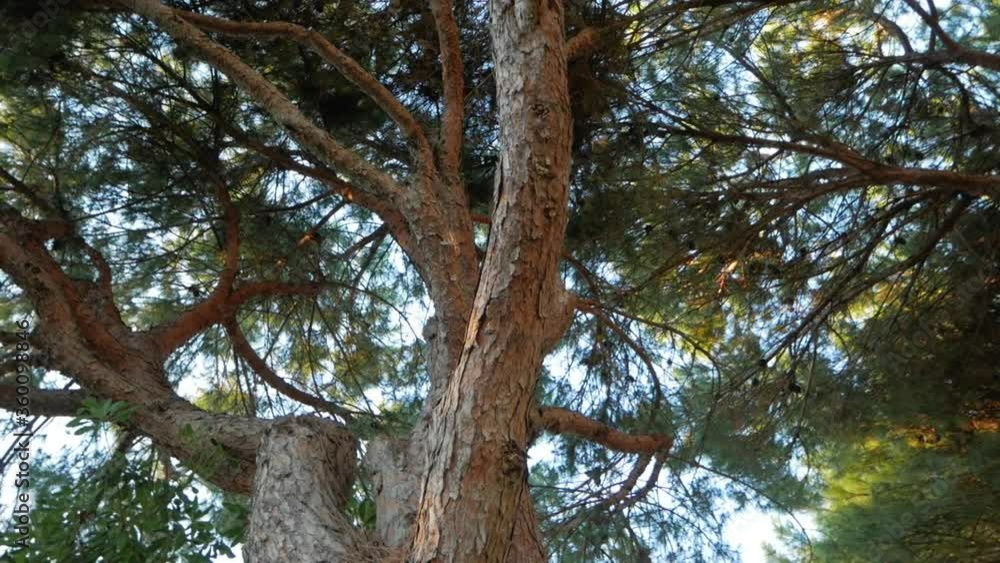 Looking up at tall pine tree bark, branches and green leaves on bright sunny blue day, circle handheld close up pan Looking up at tall pine tree bark, branches and green leaves on bright sunny blue day, circle handheld close up pan