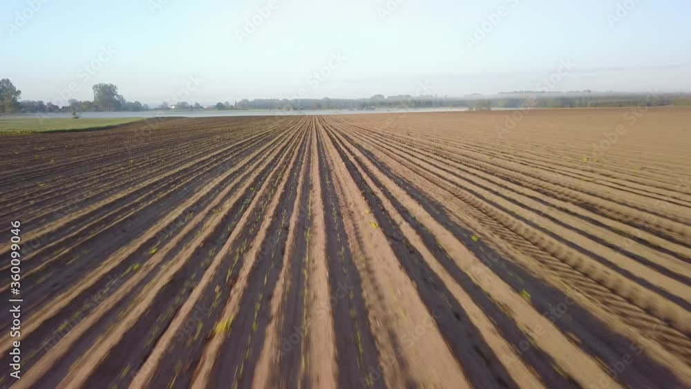 Farming fields in the morning with drone in early fog after sunrise. Farming fields in the morning with drone in early fog after sunrise.