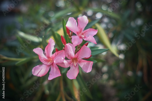 Oleander (Nerium Oleander Pink Joy')