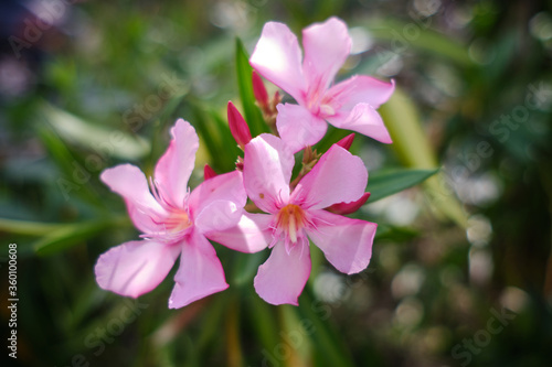 Oleander (Nerium Oleander Pink Joy')