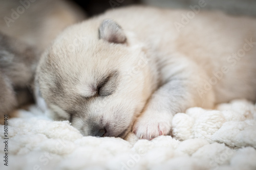 Husky puppy sleeping on a white background
