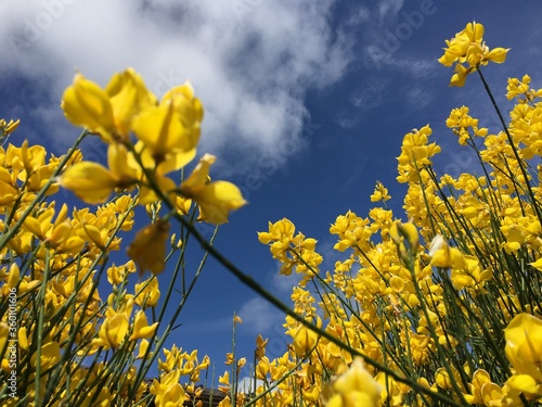 En medio del verano de Melbourne este conjunto de flores amarillas crearon un contraste fascinante con el azul del cielo y el gris de las nubes, con un toque de desenfoque es una algo profunda.