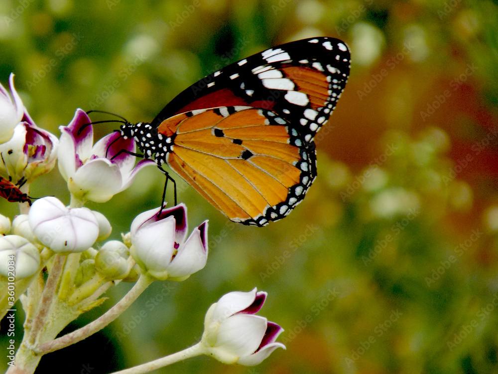 A colourful beautiful butterfly at a flower A colourful beautiful butterfly at a flower
