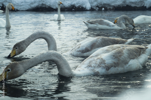 Whooper swans in winter on the lake. Altai. In the morning of white and gray color float on the lake. Snow on the beach, trees in frost. Wintering of rare birds in the Swan 