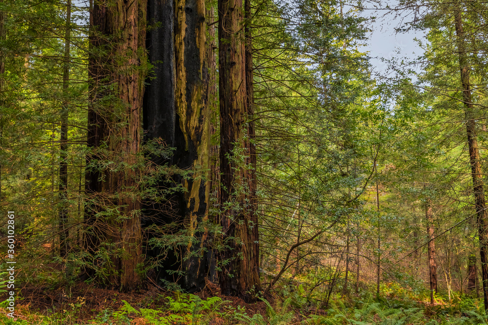 Giant sequoia trees in the Redwoods Forest in California Giant sequoia trees in the Redwoods Forest in California