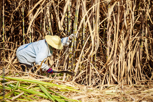 A middle-aged woman working hard to cut sugar cane.