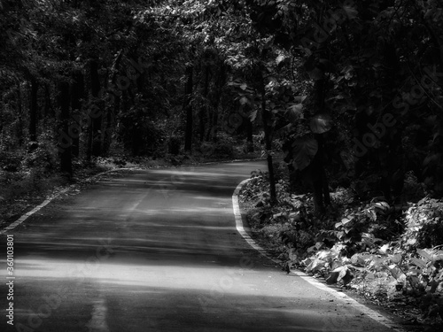 A ROAD CROSSING THROUGH FOREST
