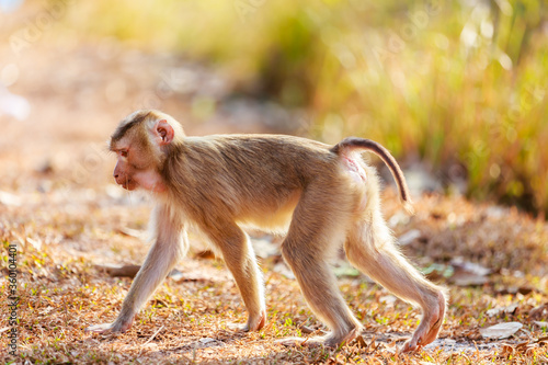 The young monkey was hurriedly walking forward and in a natural forest park at Khao yai Park  Nakhonrachasima  Thailand.