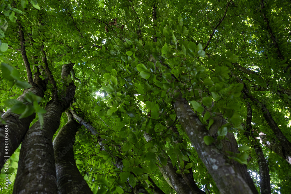 Fototapeta premium bottom to top view of trees grown in circle in the park filled with dense green foliage blocking the sunlight 