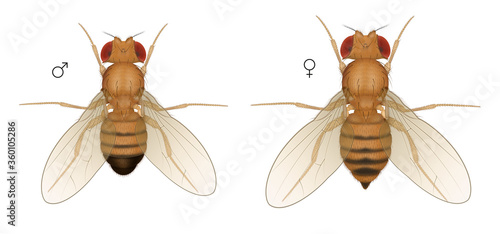 Drosophila Fruit Fly Insect. Male Female. photo