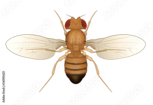 Drosophila Fruit Fly Insect Isolated. Male.