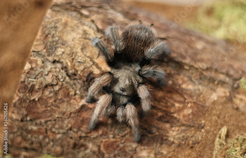 tarantula, arizona blonde, Aphonopelma chalcodes