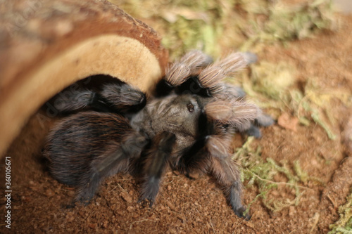 tarantula, arizona blonde, Aphonopelma chalcodes