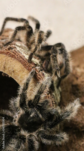 tarantulas mating, curlyhair, Tliltocatl albopilosum