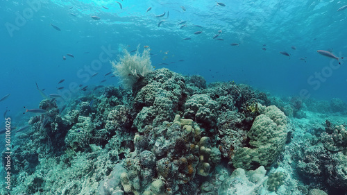 Tropical coral reef. Underwater fishes and corals. Panglao, Philippines. © Alex Traveler