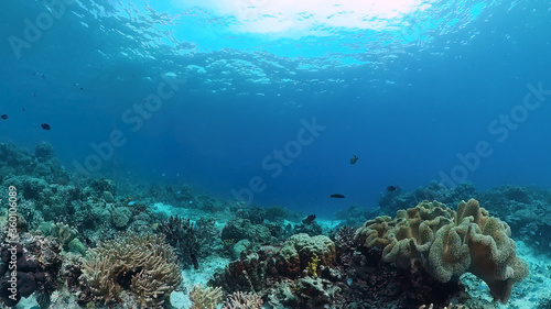 Underwater Scene Coral Reef. Underwater sea fish. Tropical reef marine. Colourful underwater seascape. Panglao  Bohol  Philippines.