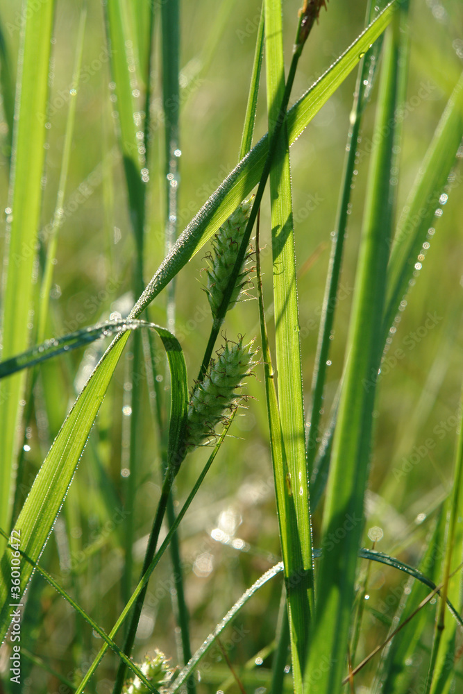 A close up of female spikes of Carex hirta (the hairy sedge or hammer sedge) in the field on a bright sunny morning A close up of female spikes of Carex hirta (the hairy sedge or hammer sedge) in the field on a bright sunny morning