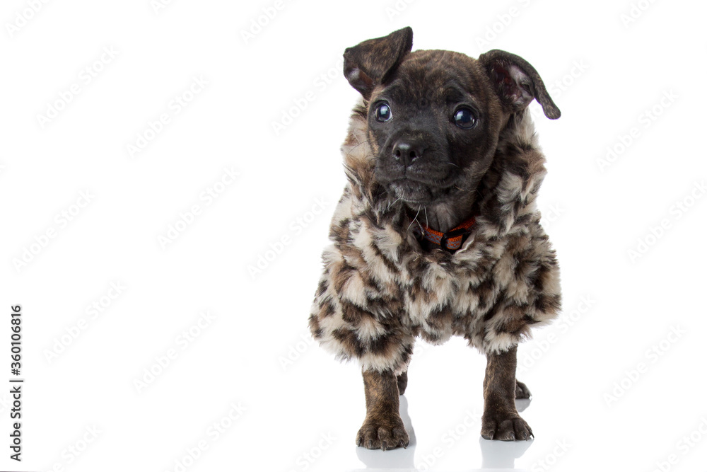 Small Pug Mix Puppy Posing in Cute Furry Coat