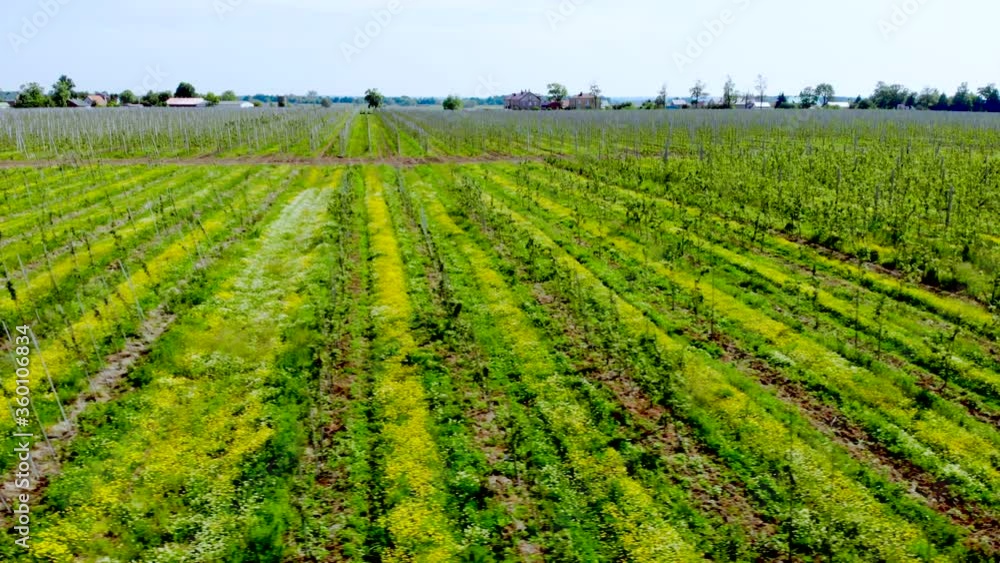 Aerial View Landscape Agricultural Apple Orchard Nature. Flying Over Green Plantations of Fruit Trees. Apple Orchard Aerial View. Flying High Above an Fruit Garden. Landscape Countryside Farm Field. Aerial View Landscape Agricultural Apple Orchard Nature. Flying Over Green Plantations of Fruit Trees. Apple Orchard Aerial View. Flying High Above an Fruit Garden. Landscape Countryside Farm Field.