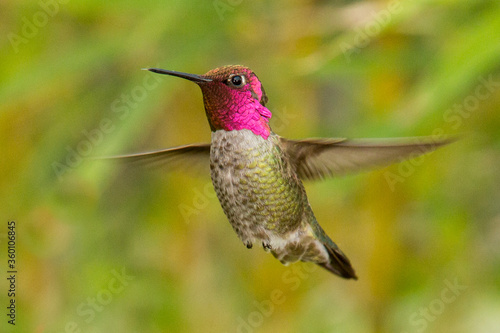 Anna's Hummingbird with Bright Fuchsia Head Throat and mid Flight 
