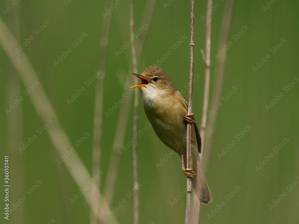 Fototapeta premium Marsh warbler (Acrocephalus palustris)