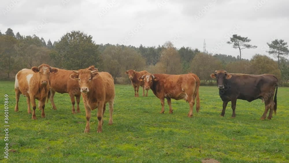 Cute standing cows on pasture. Dairy cows outside grazing on the green pasture.