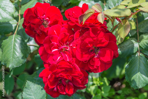 Rose  Europeanana   Rose Europeana  - abundantly blooming floribunda. It blooms in semi-double or terry cup-shaped rosettes about 7-8 cm in diameter of a very pure red color.