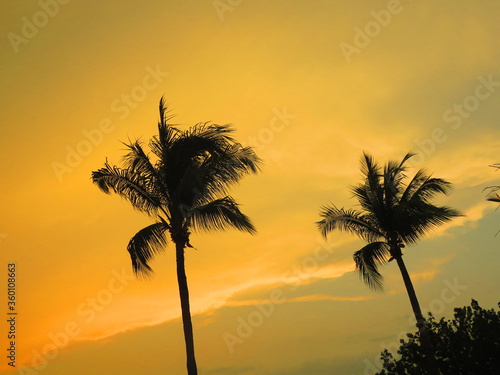 palm trees at sunset