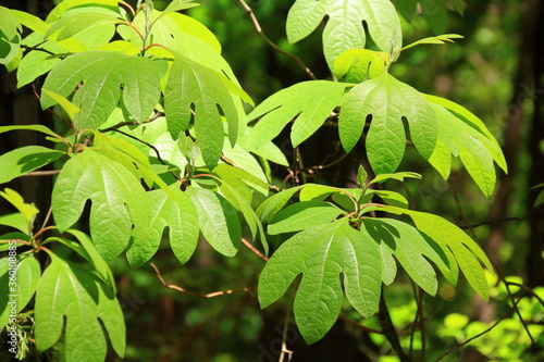 Brightly lightened sassafras leaves in the sunshine