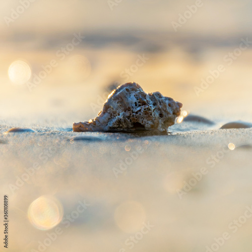 Concha en la orilla del mar