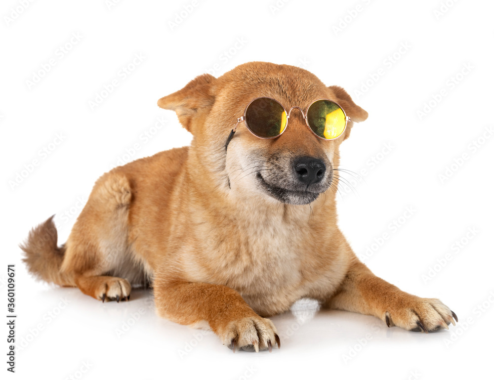 shiba inu in studio shiba inu in studio