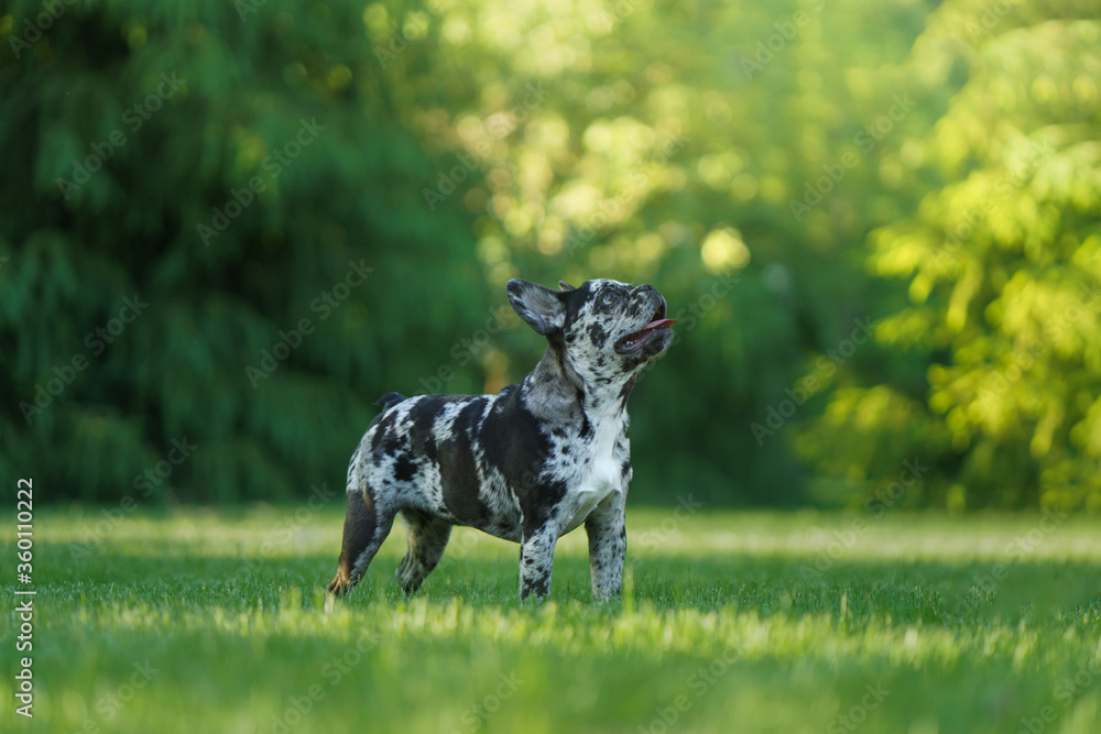 Marble French Bulldog. Rare color of the dog. puppy on the grass. pet outdoors