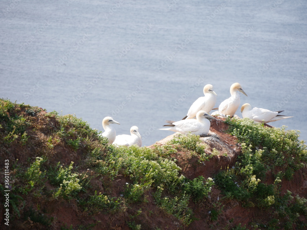 custom made wallpaper toronto digitalVogelfelsen