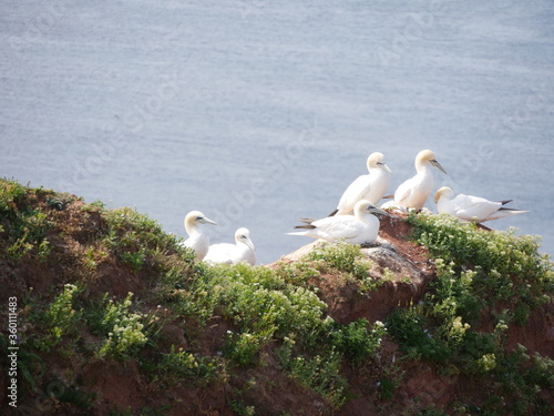Wallpaper Mural Vogelfelsen Torontodigital.ca