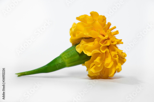 Fototapeta Naklejka Na Ścianę i Meble -  Yellow Colour Marigold Flower With White Background