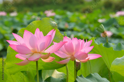Pink lotus flowers in a pond