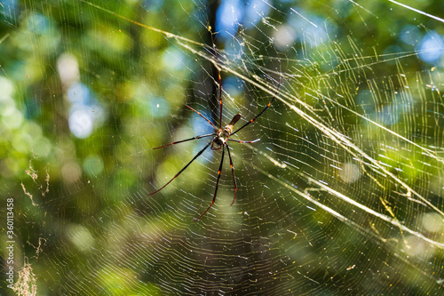 Golden orb web spider (Nephila insignis) at Fogg Dam Conservation Reserve, Middle Point, Northern Territory, Australia.