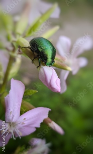 bug on a flower © Saverio