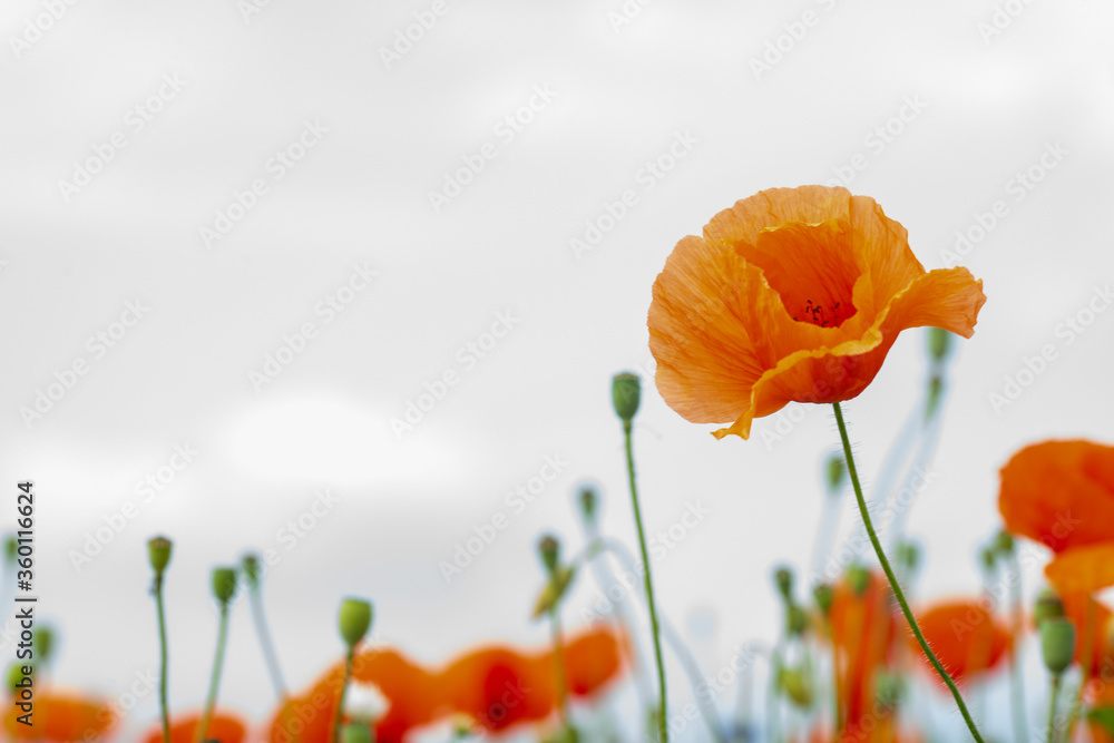 Obraz premium red poppy in the green grass on the plain